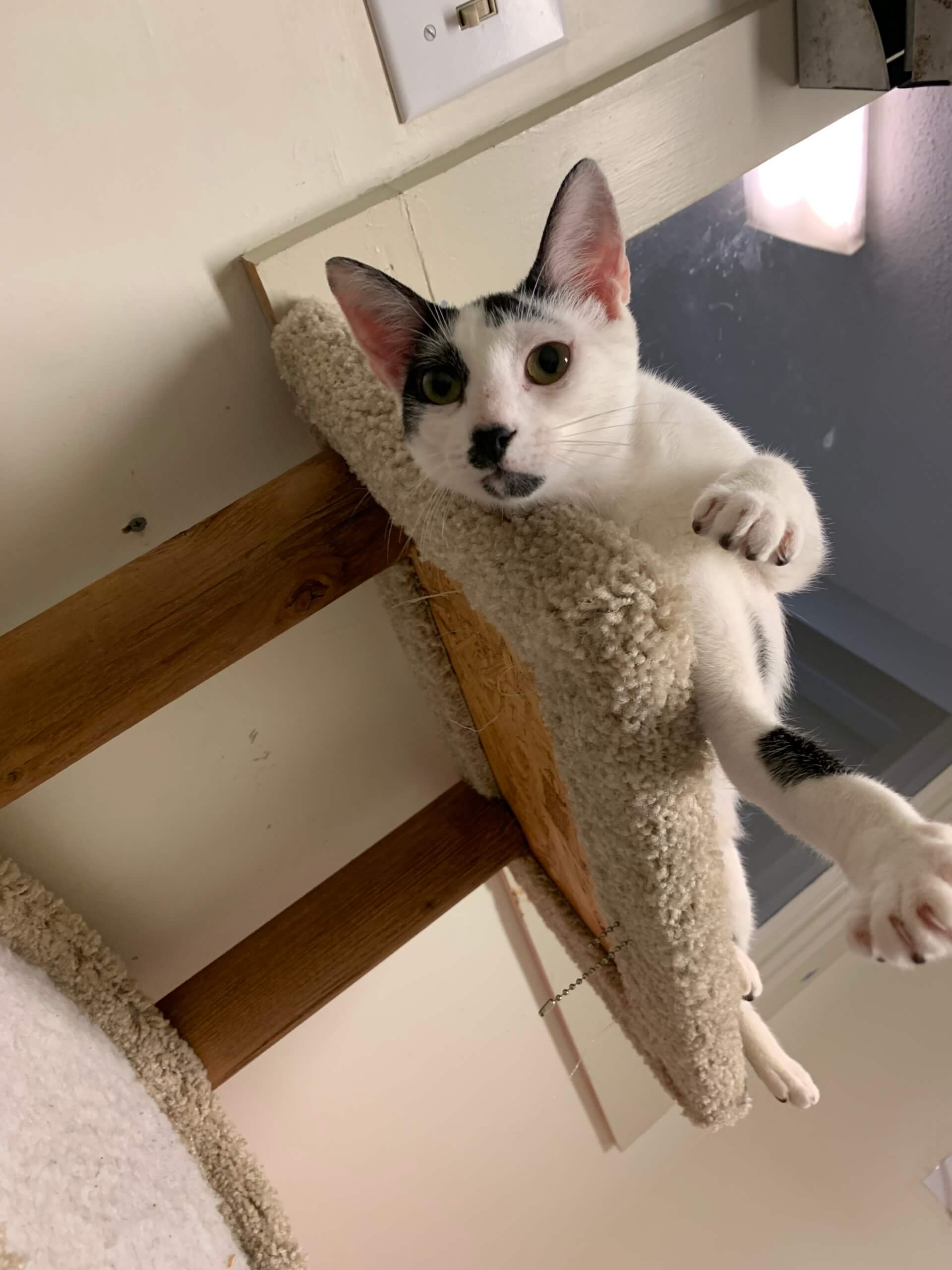 black-and-white-kitten2-scaled