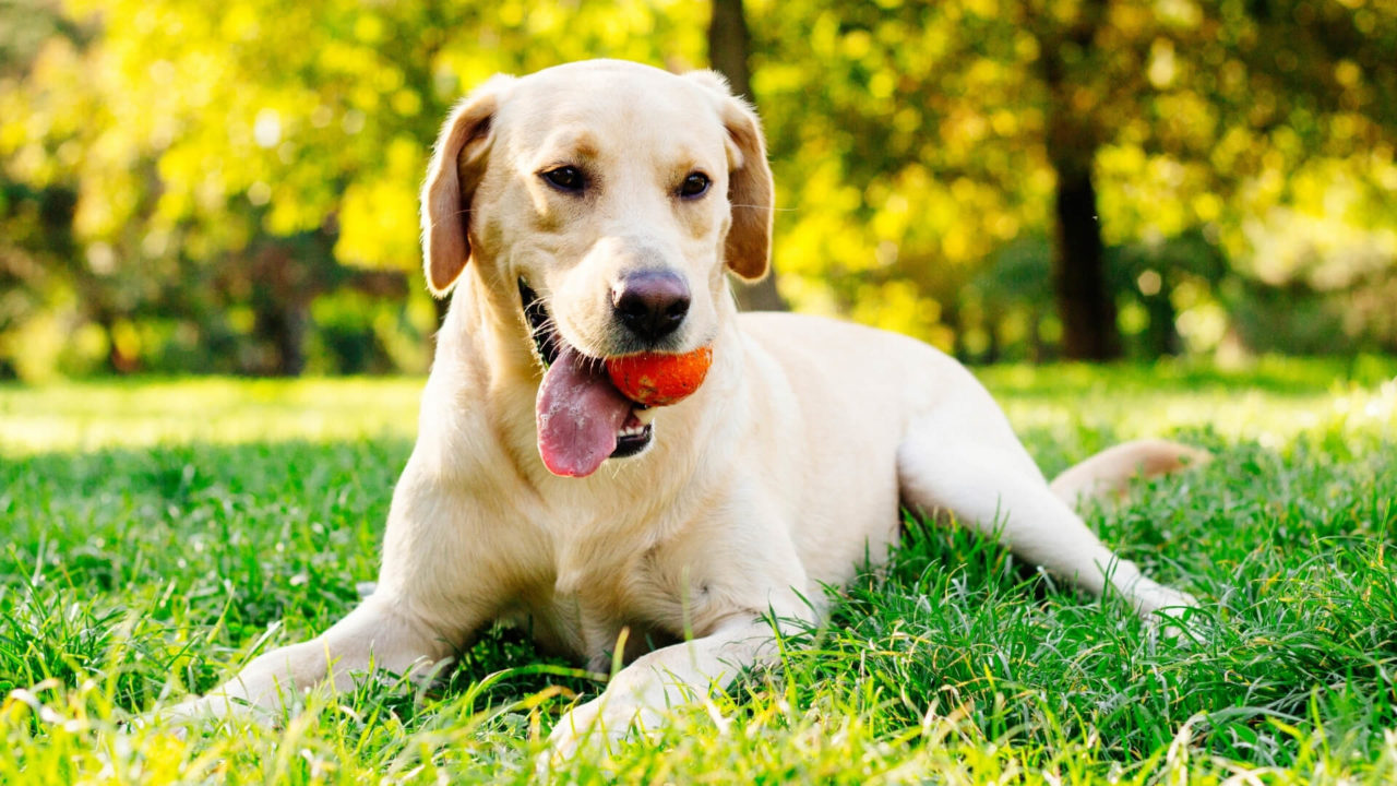 Kittery, ME Boarding Kittery Animal Hospital