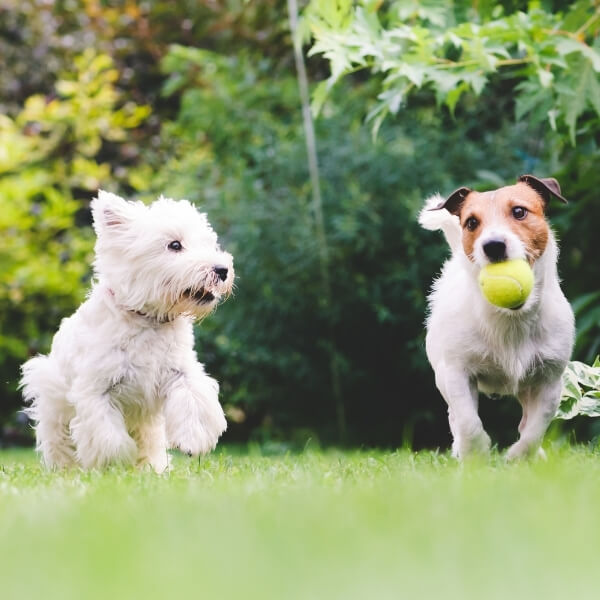 kah - doggie daycare section