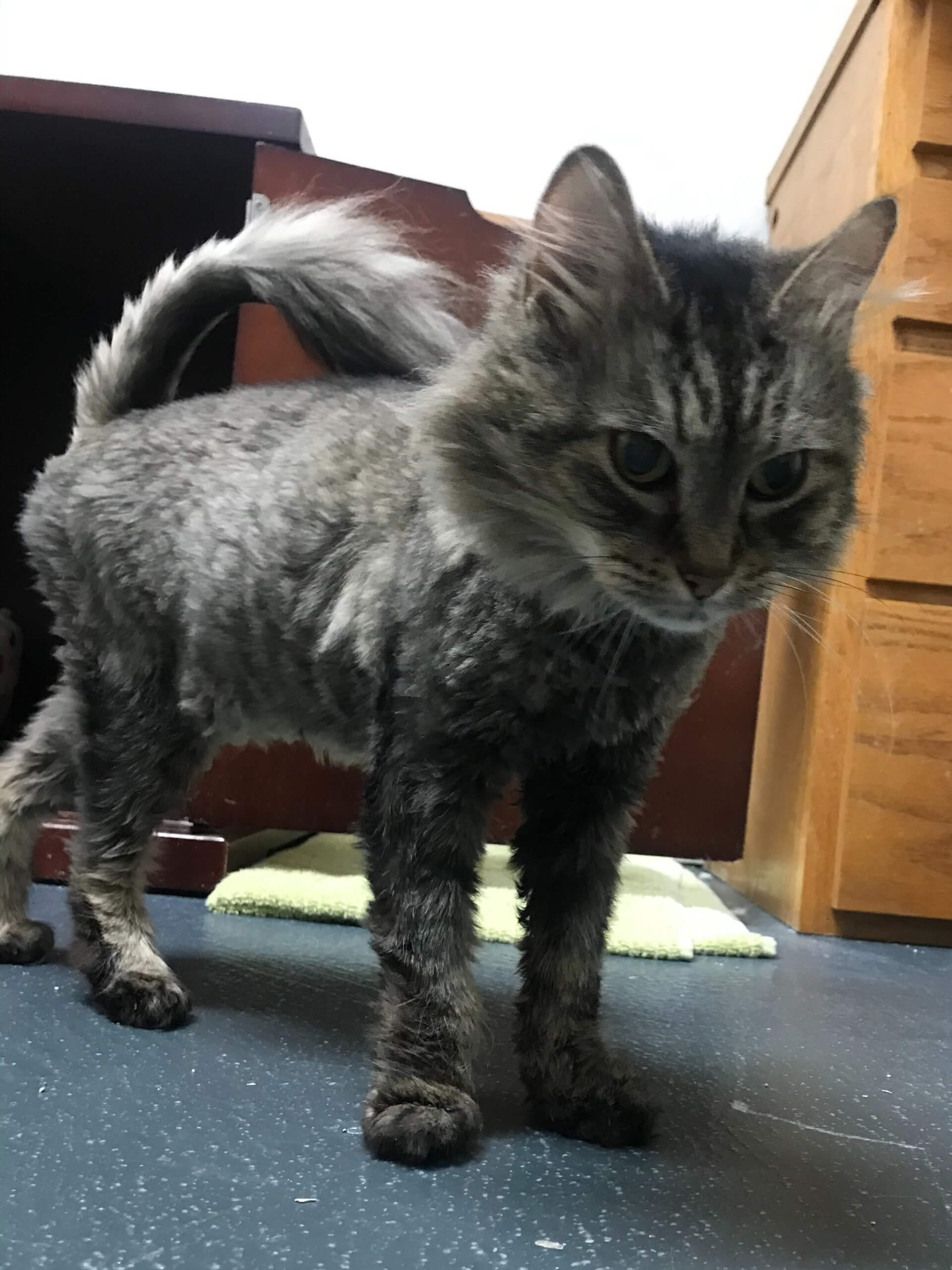 kah - fluffy