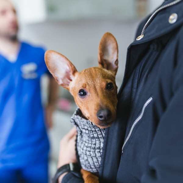 kah - veterinary resources section