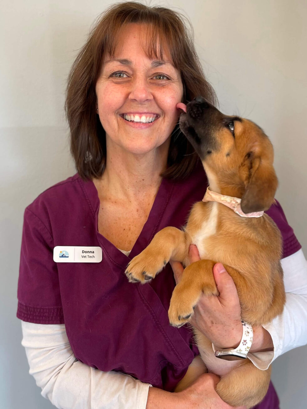 Veterinarian in Kittery, ME 03904 Kittery Animal Hospital