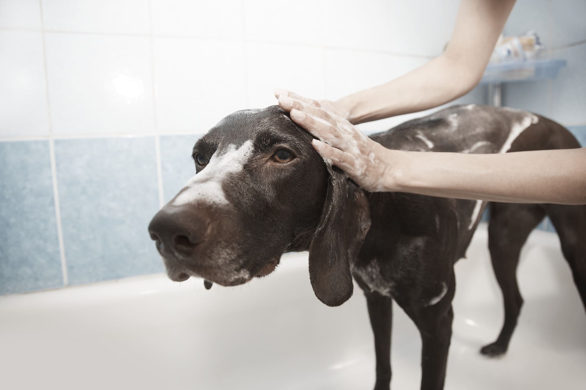 dog-gec2e93d47_1920