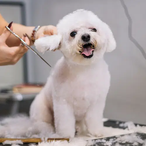 doggie-haircut.png
