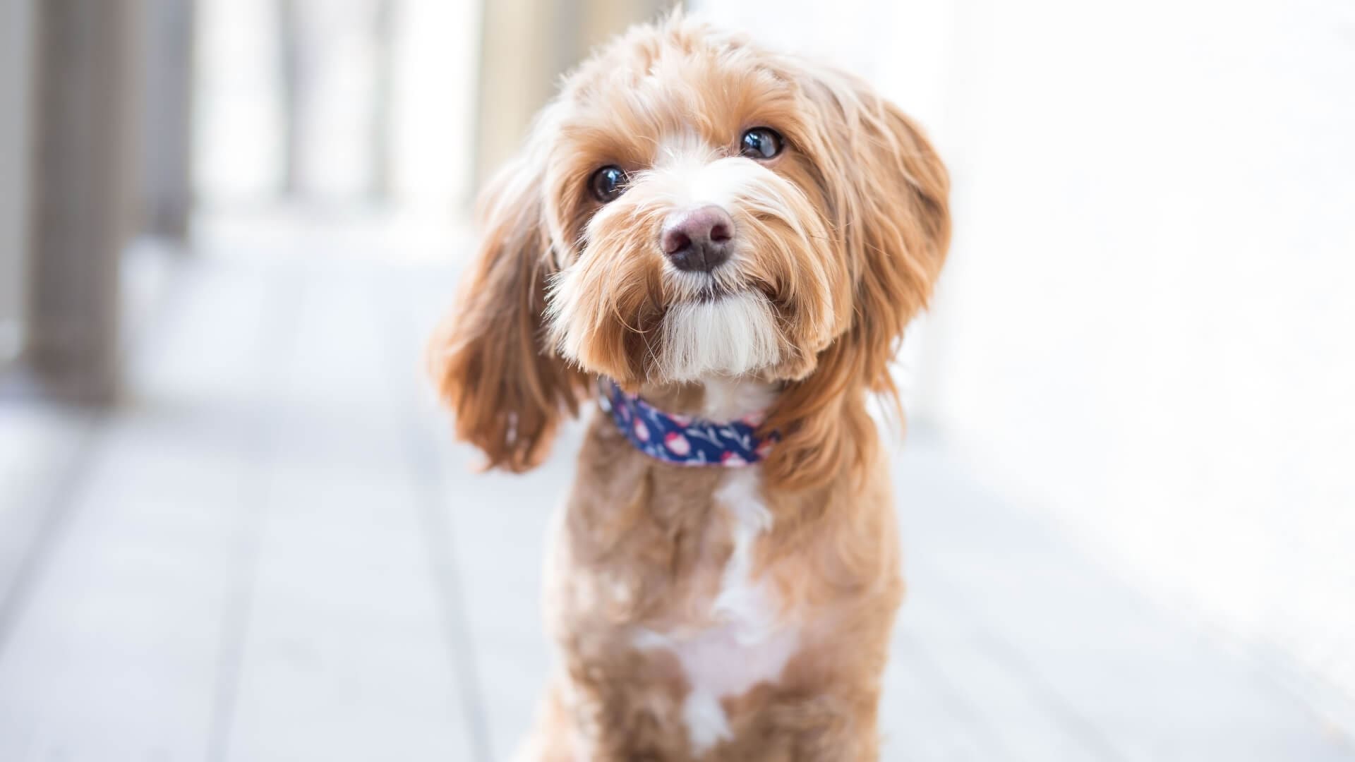 kah-adoptable-dogs-puppies-min