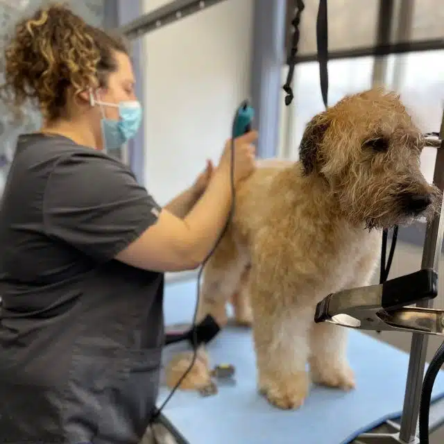 kittery-grooming.jpg