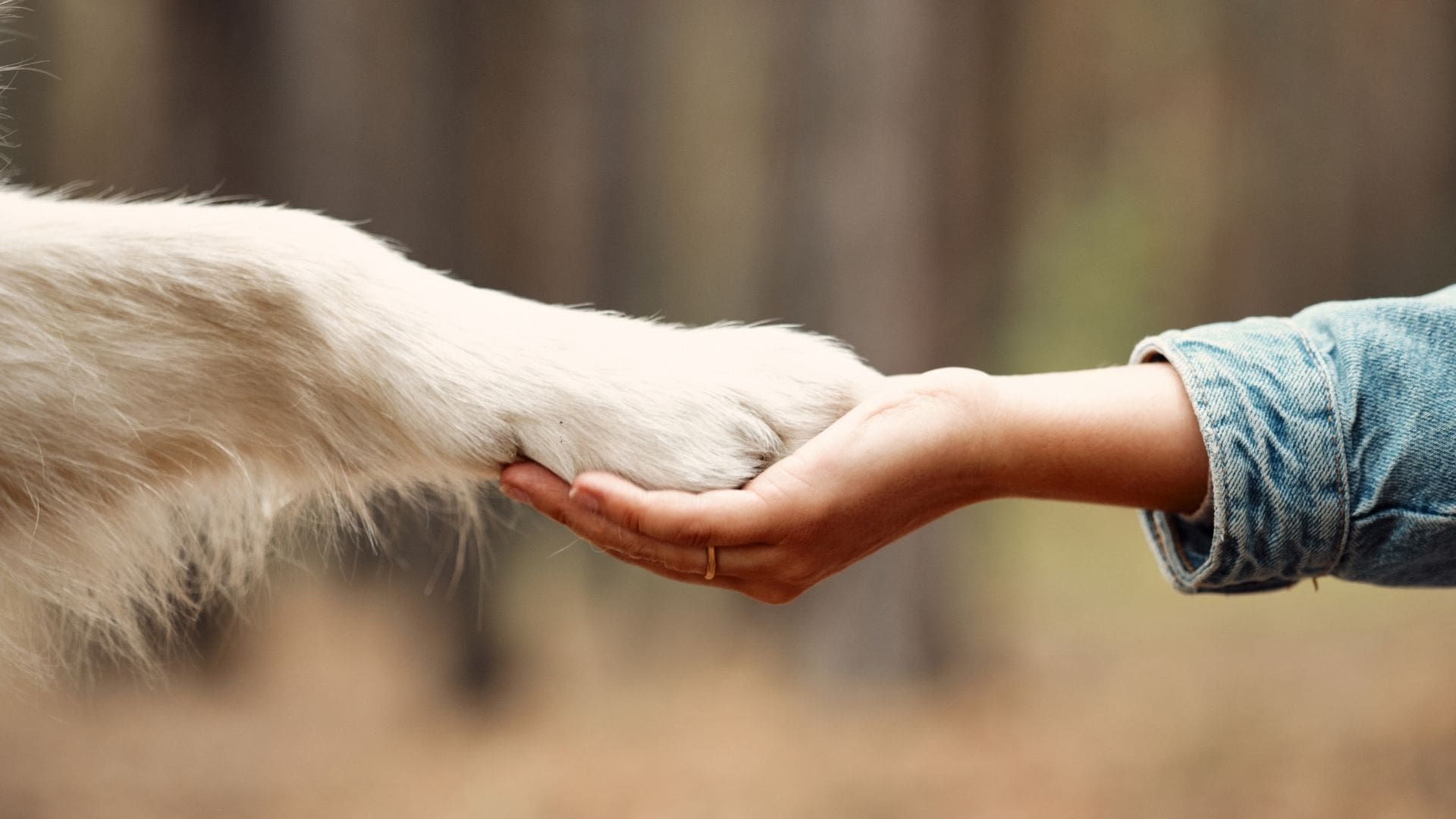 paw